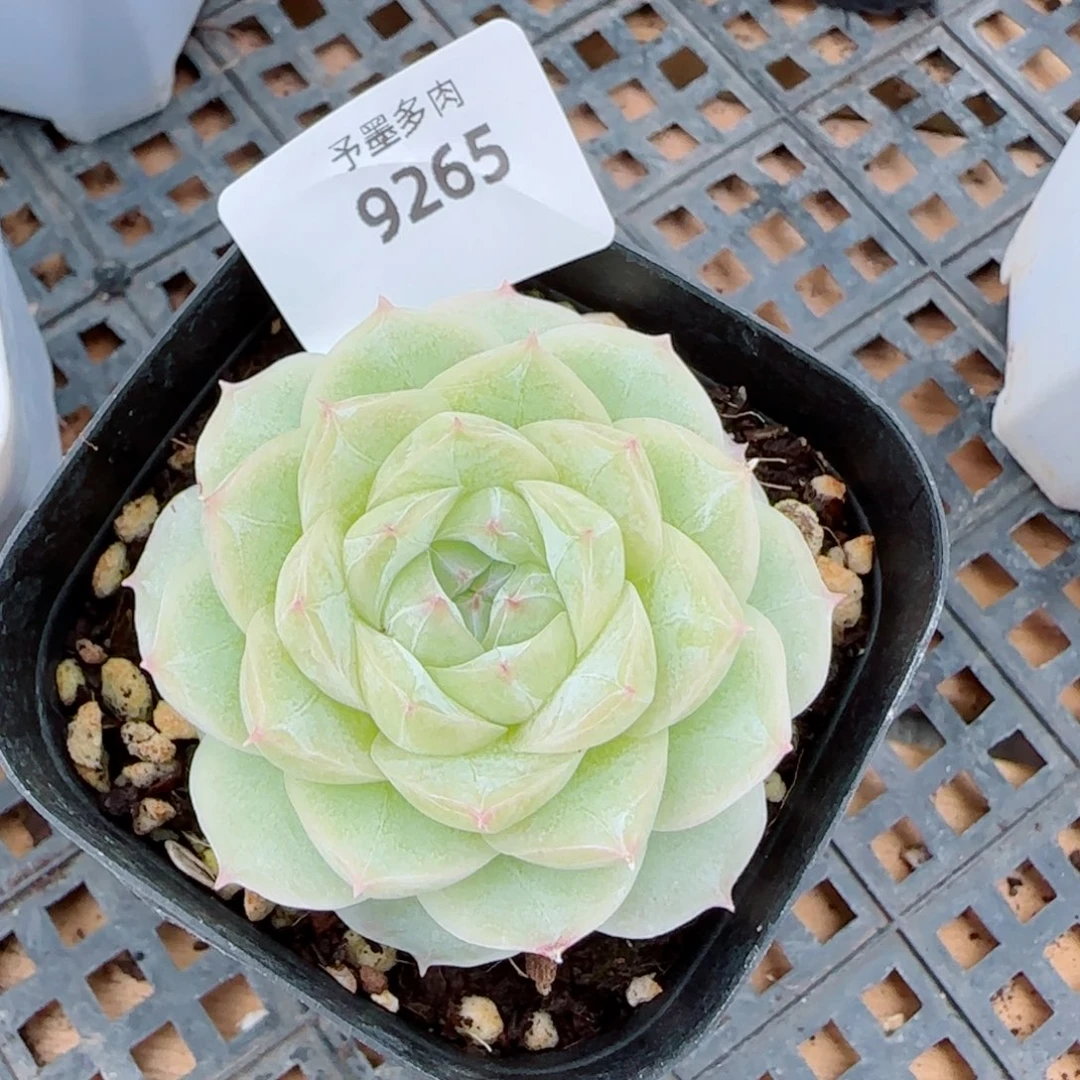 白体，9265多肉植物