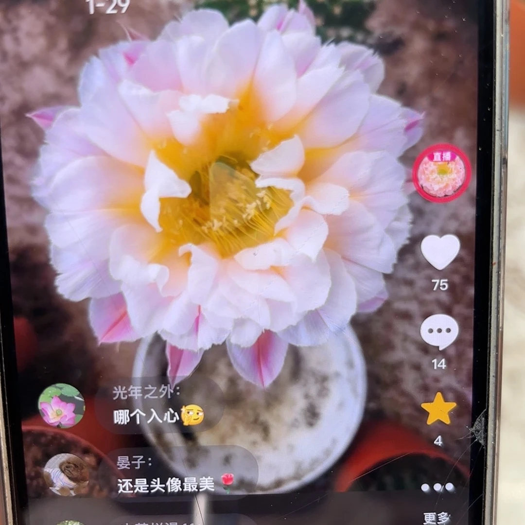 彩草1-29号7-8公分左右