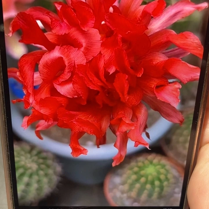 彩草红卷带根4.5公分左右