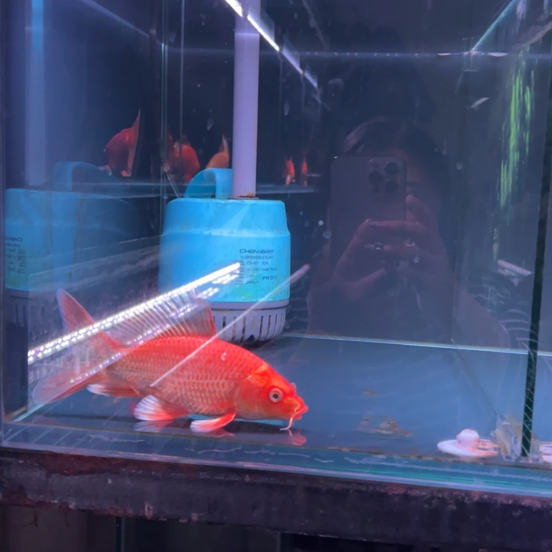 海水鱼观**舍蝴蝶鲤11