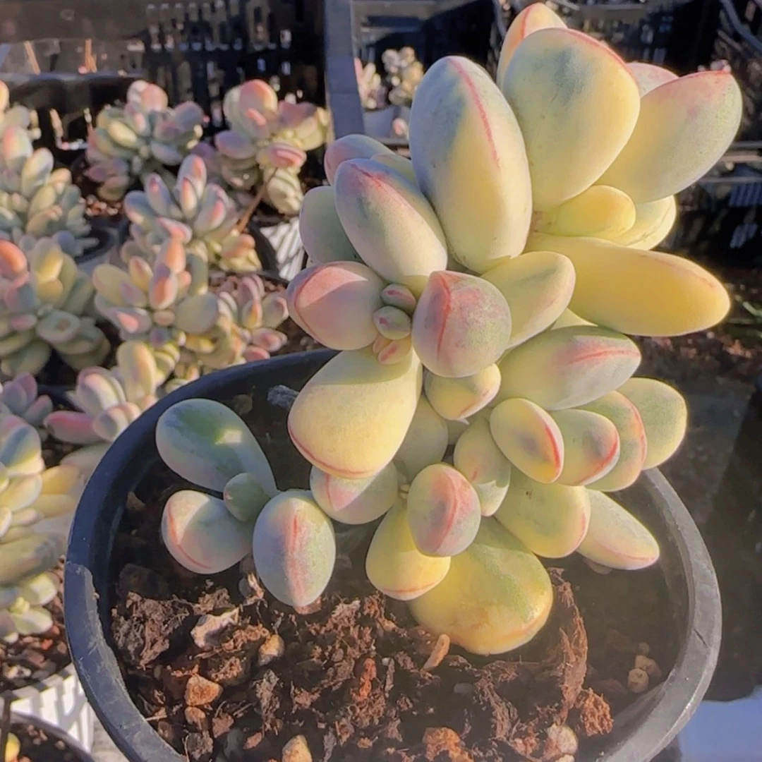 【闪购商品】小乒乓福娘锦