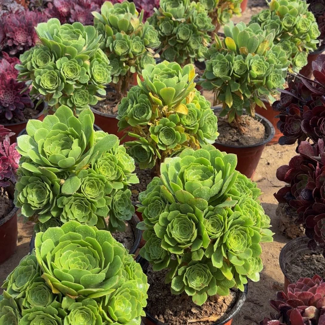 绿玫瑰带主头9.9法师嫩