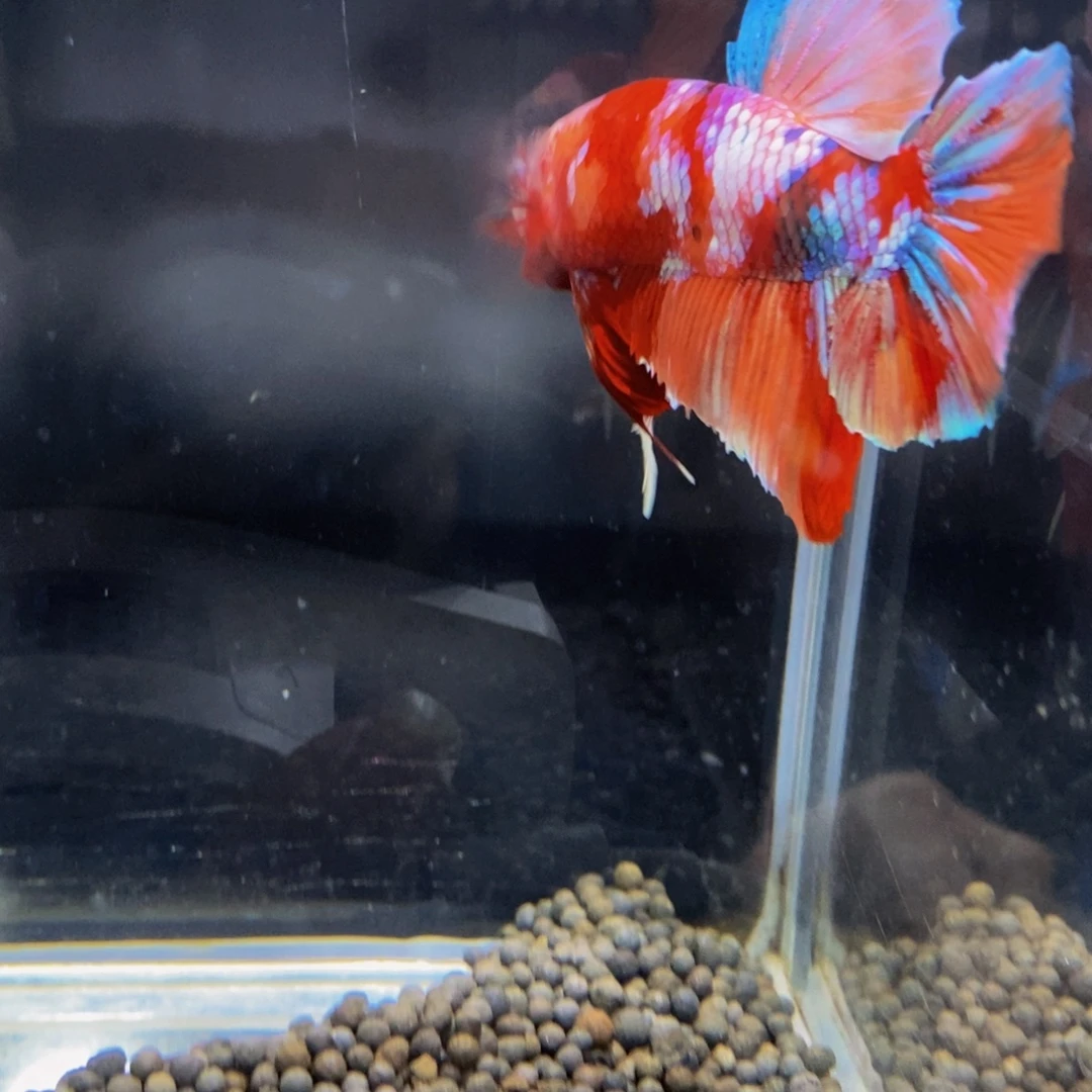 斗鱼290巨斗11111