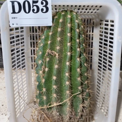 品种苗毛花柱d 053
