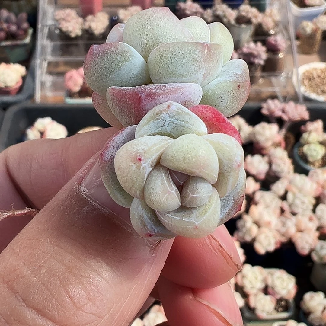双头老桩珍妮冰玉开播福利1434