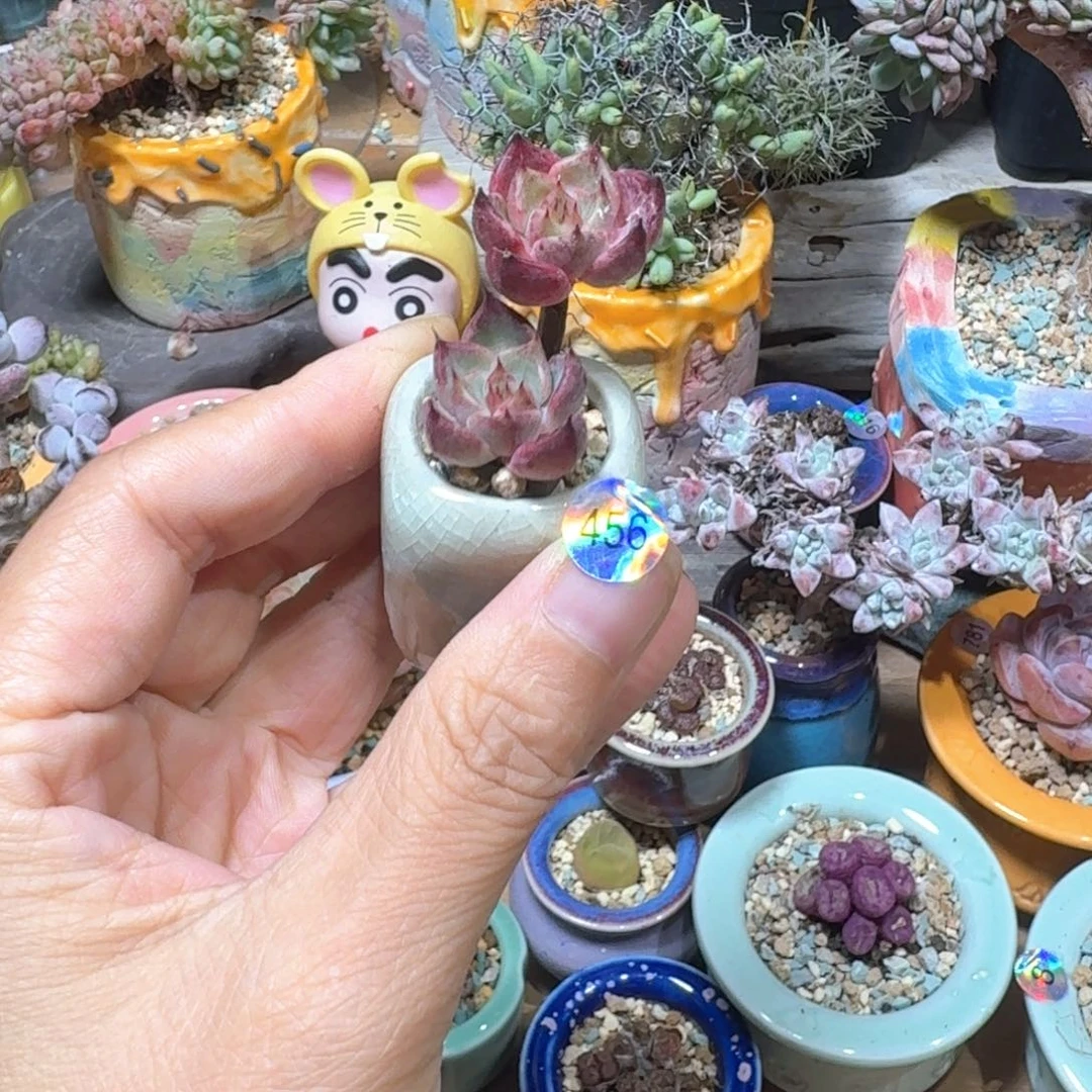 _***堡456多肉哈哈哈哈哈