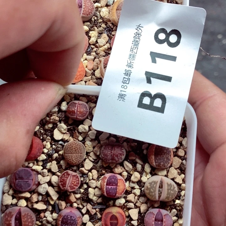 ?****?我是一只小小鸟地域鬼的118