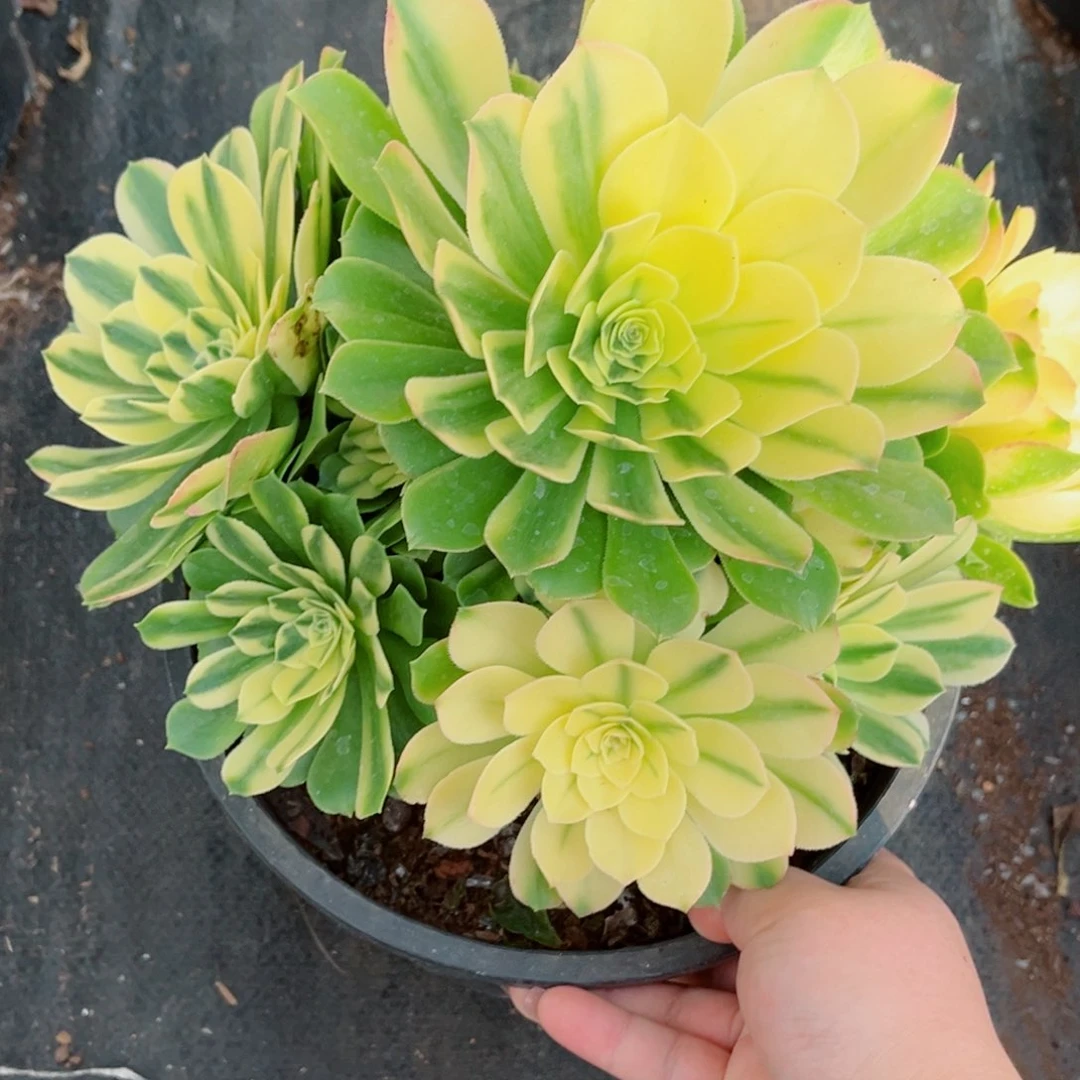 一物一拍多肉法师71