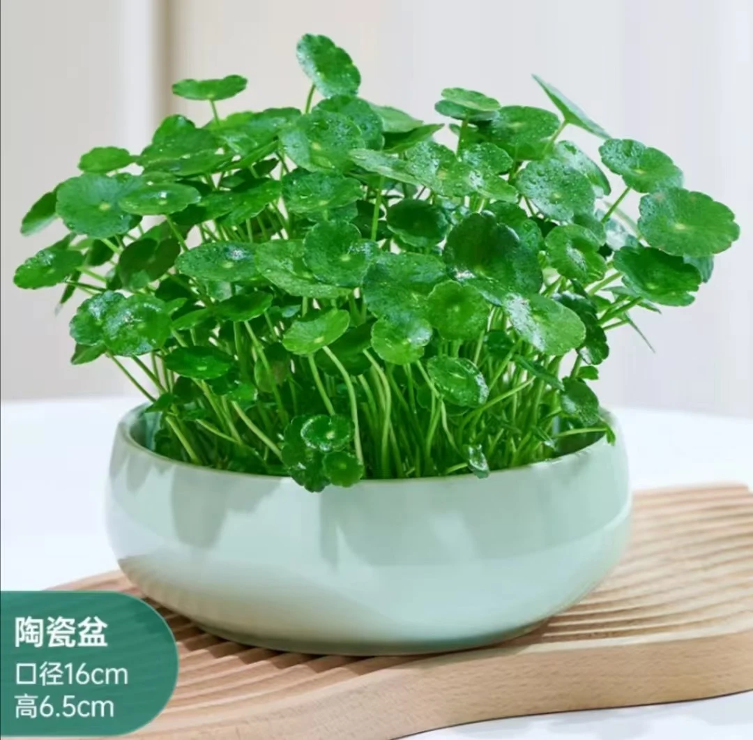 大叶铜钱草观叶植物花卉水培庭院绿植盆栽鱼缸盆景懒人好养水生内