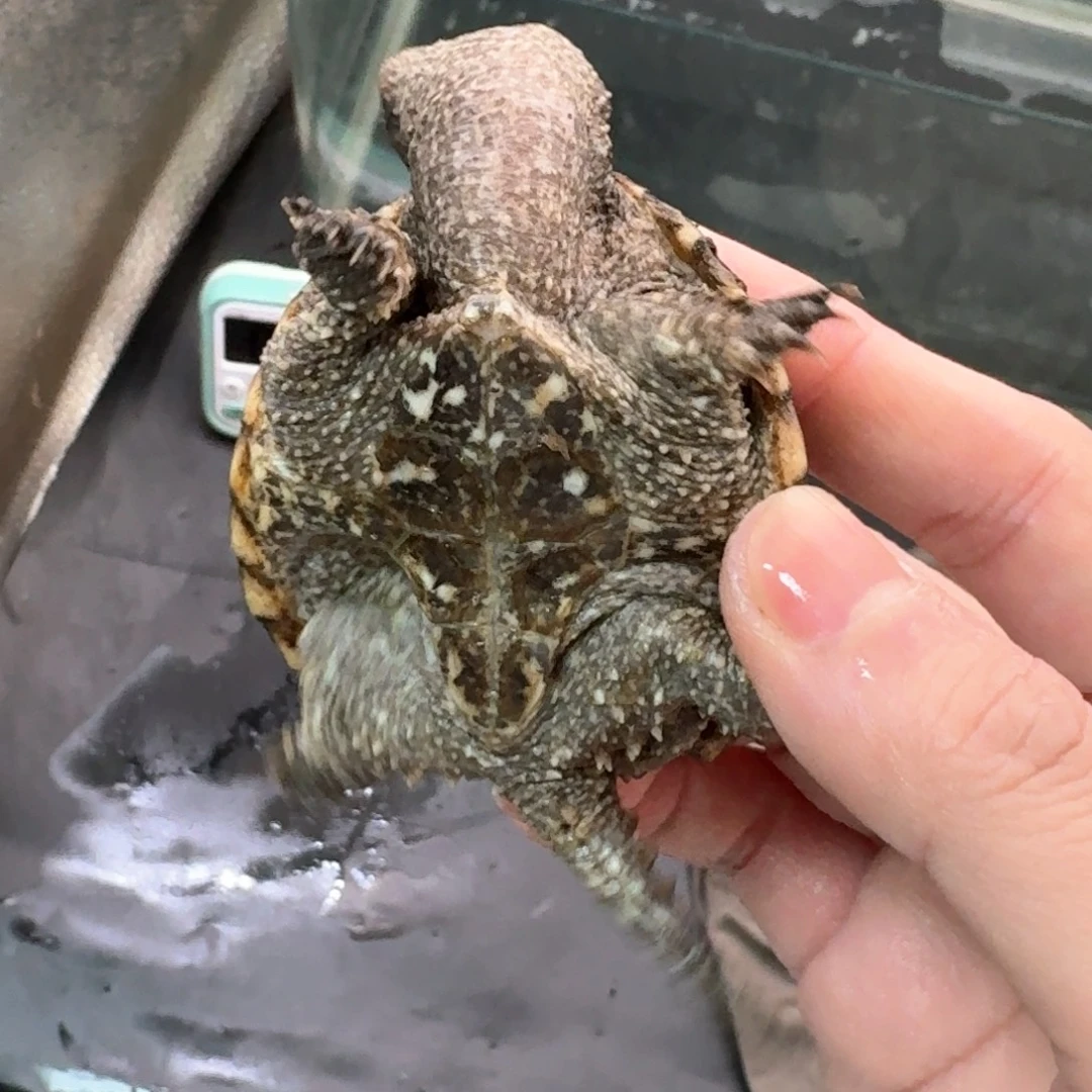 宠物龟不分公母111