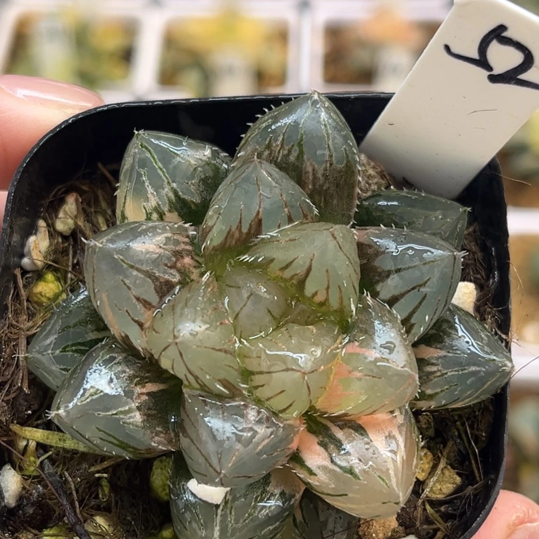 5实生玉露锦福利专场