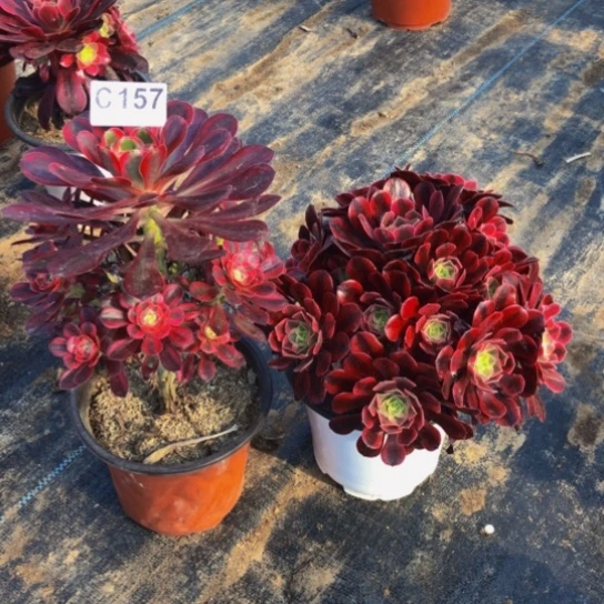 无花朵@*六法师多肉植物157