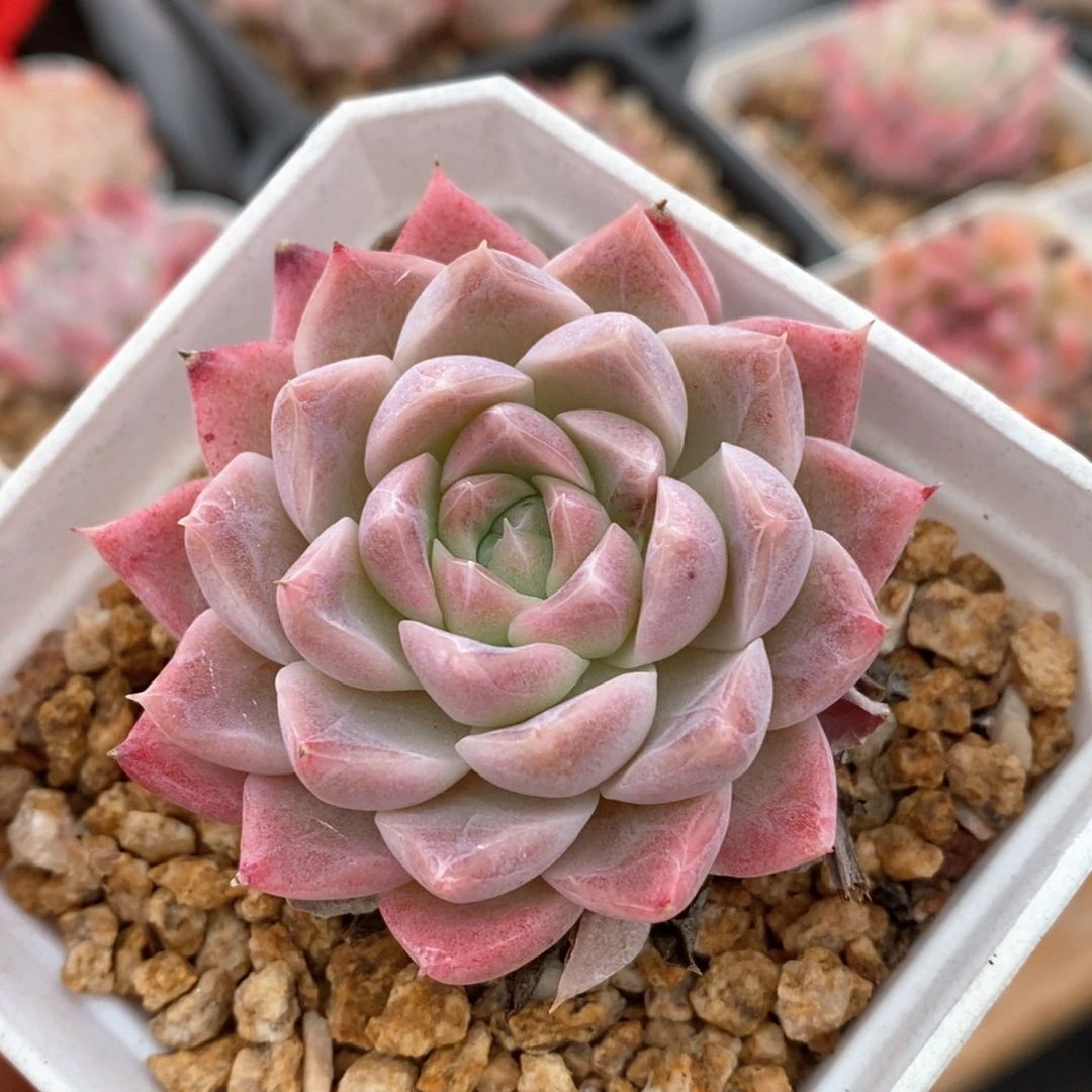 精品多肉一物一拍107