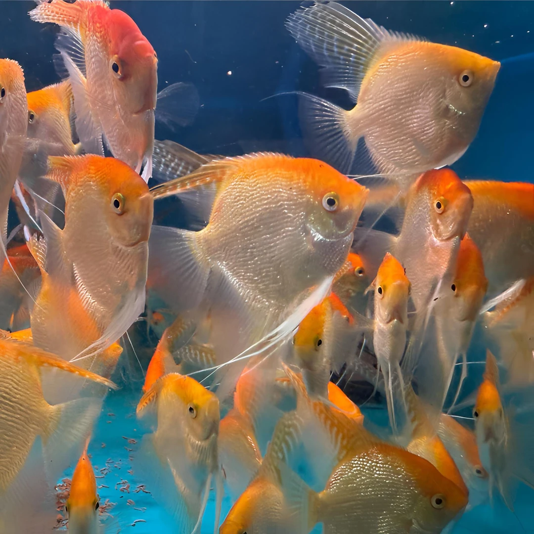 神仙鱼淡水小型观赏鱼活体适合新手饲养