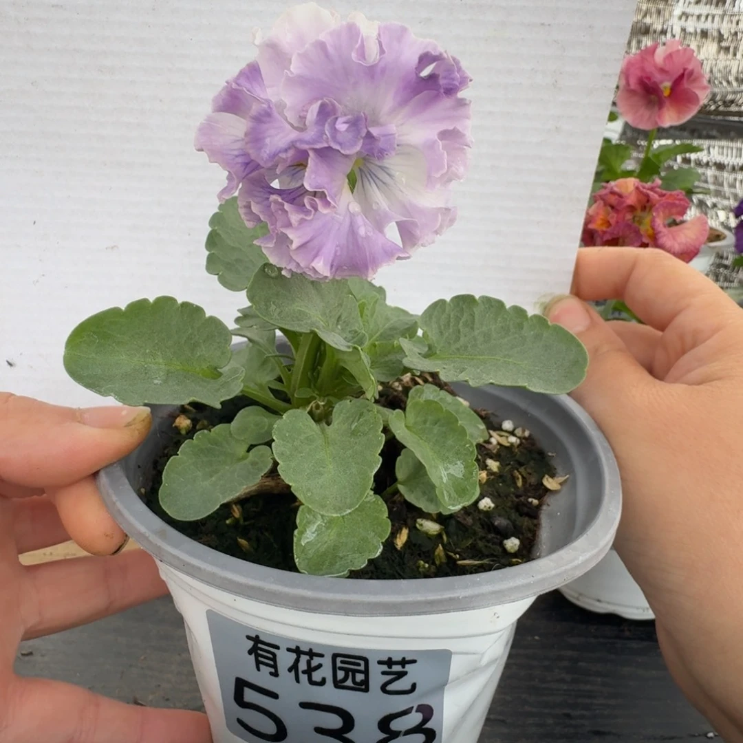 无花朵538号角堇