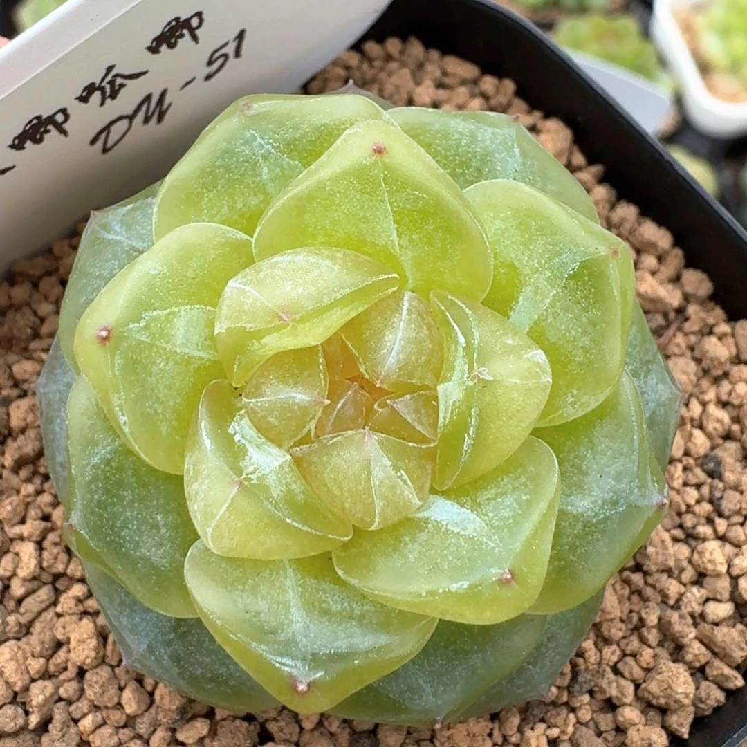 0610-051-3001猕猴桃