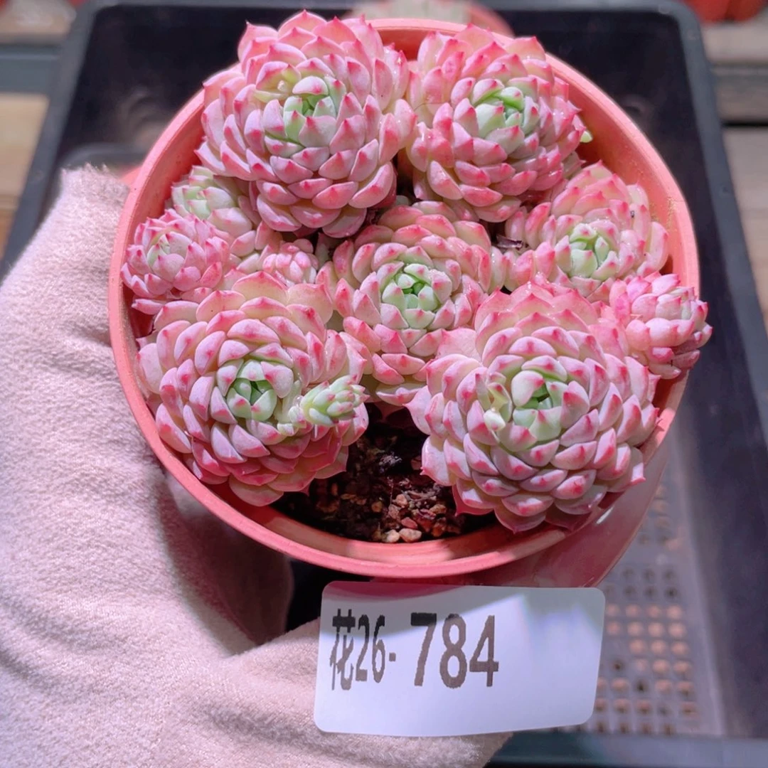 花利美26-784小粉莓