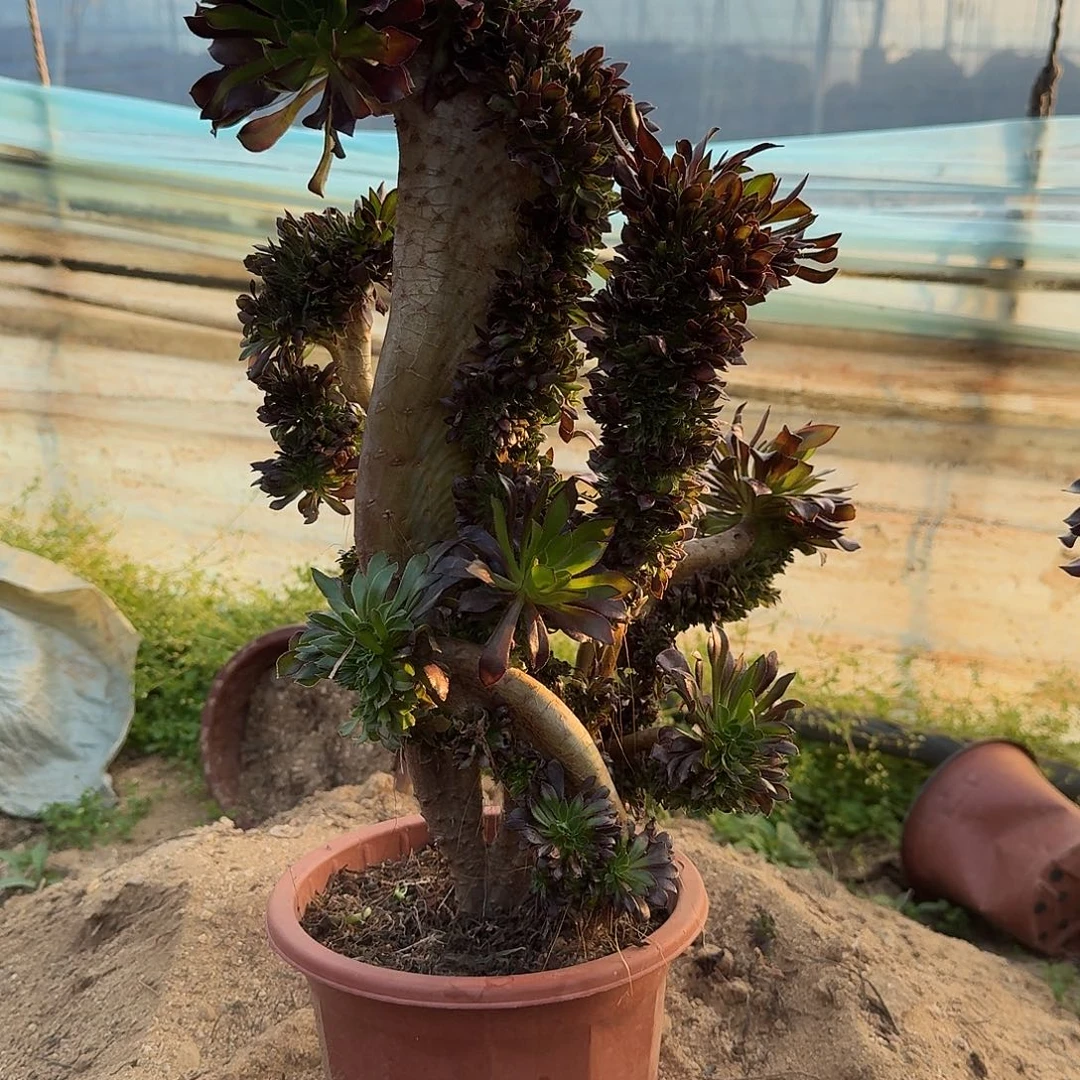 039黑法师一颗微瑕42高度