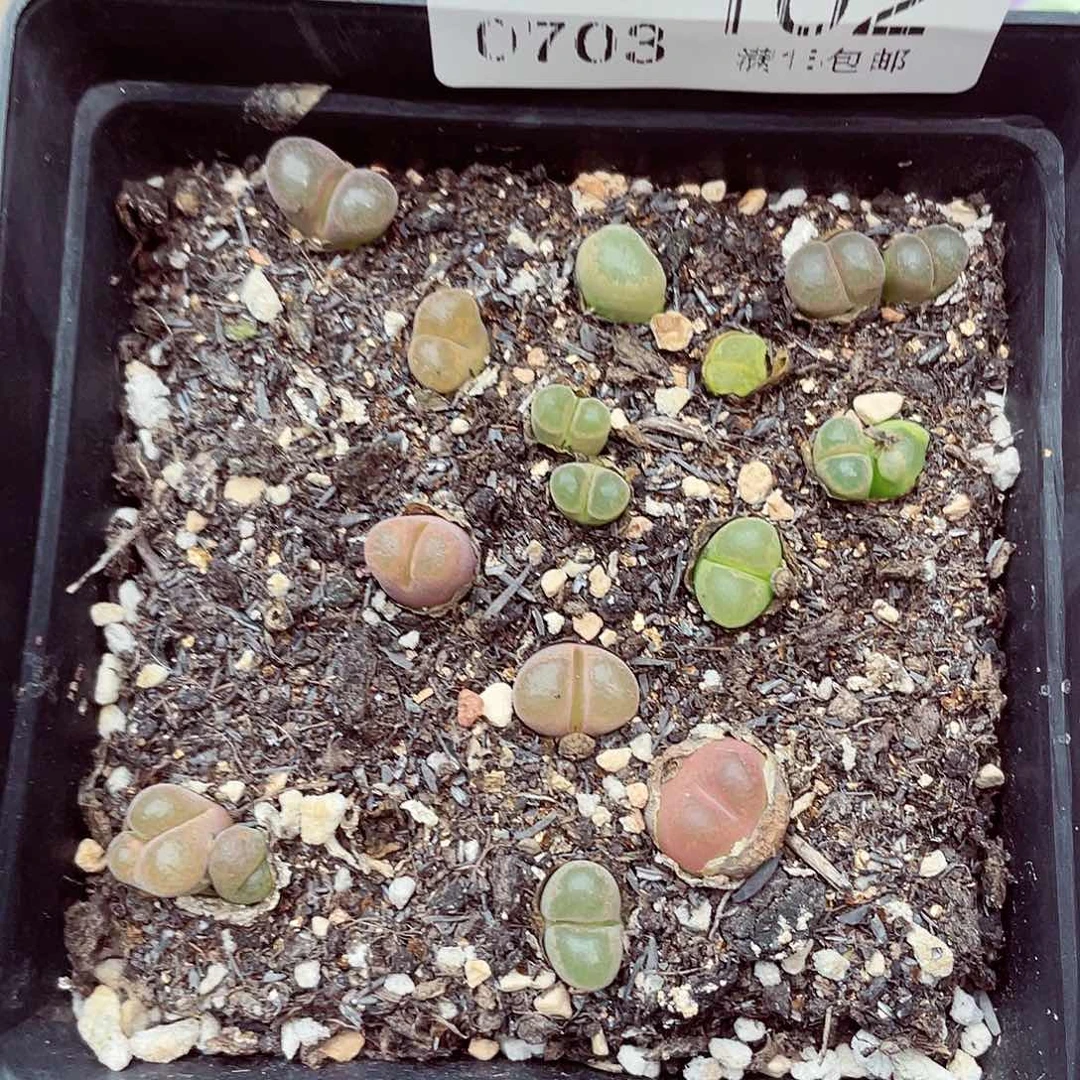 生石花18包邮0703-102