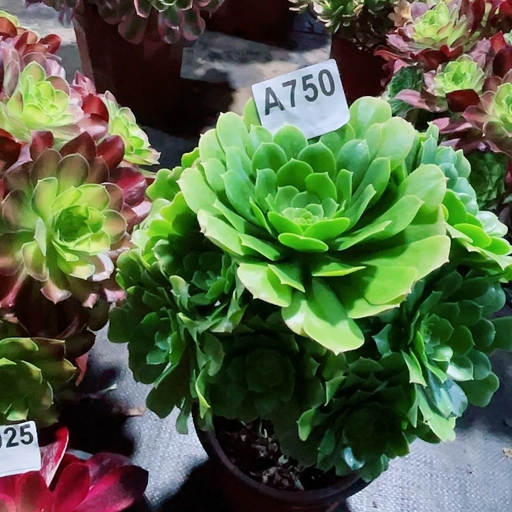 绿玫瑰750福利加保温