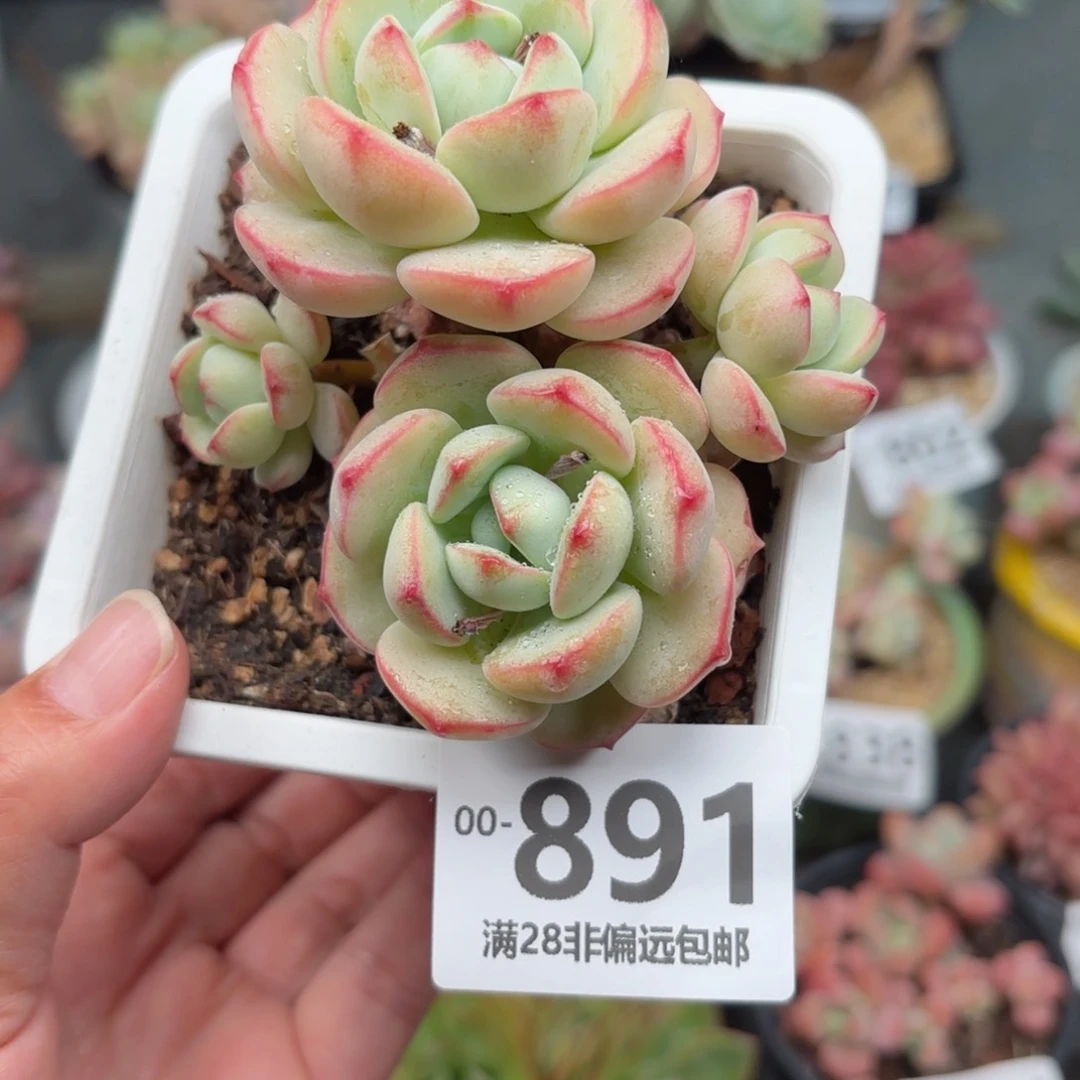 香草多肉多肉多肉