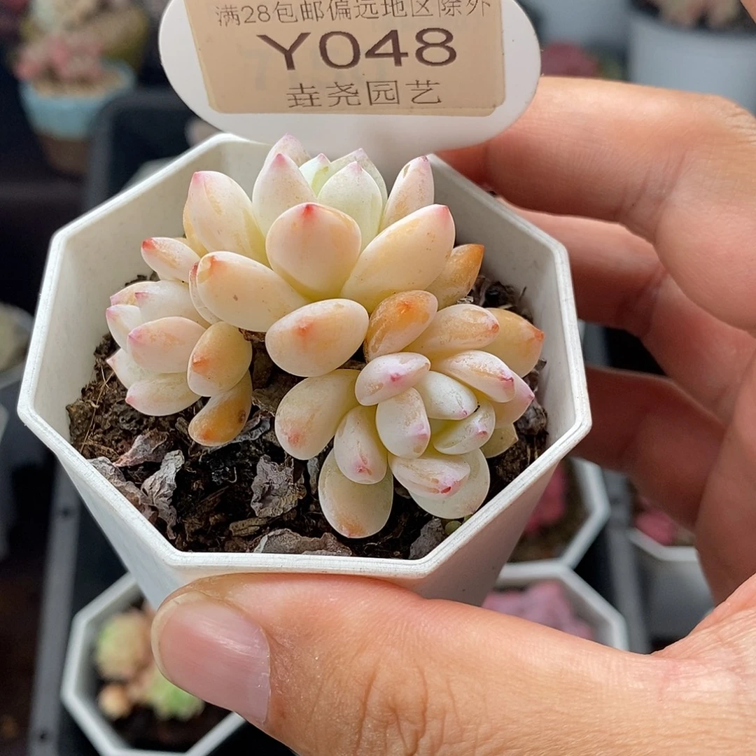 0048 冷香群 5cm