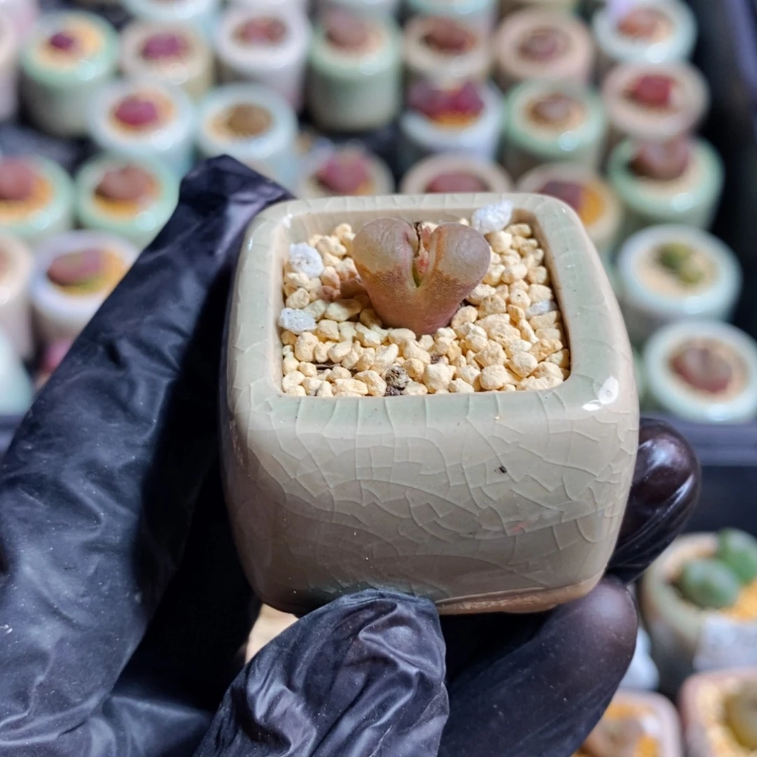 3865--一物一拍 带盆