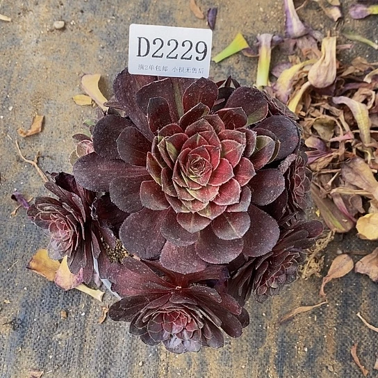 2229花月夜多肉法师锦