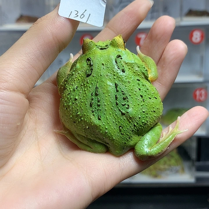 啤***啤角蛙1361超宇超宇