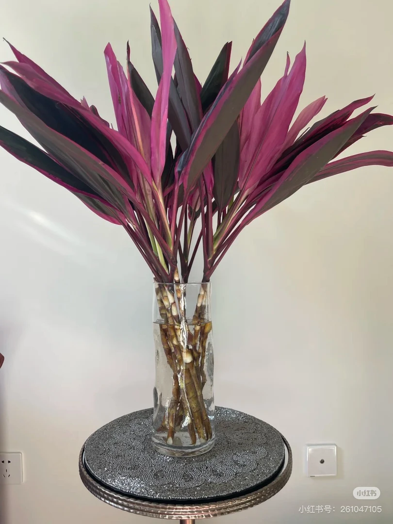 鸿运竹富贵竹水培绿植室内盆栽净化空气好养易活居家办公