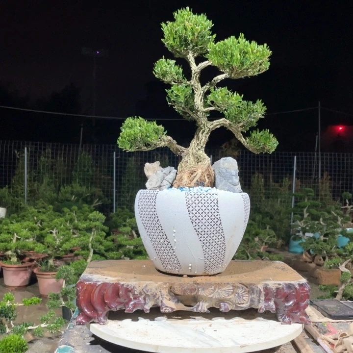 完全开放用****9黄杨盆景