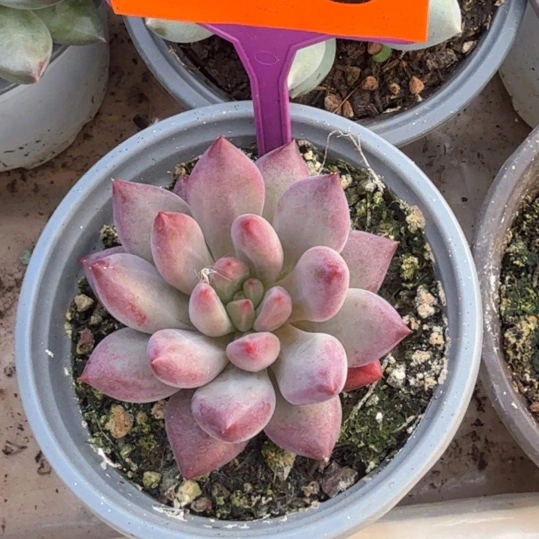 车厘子一物一拍485