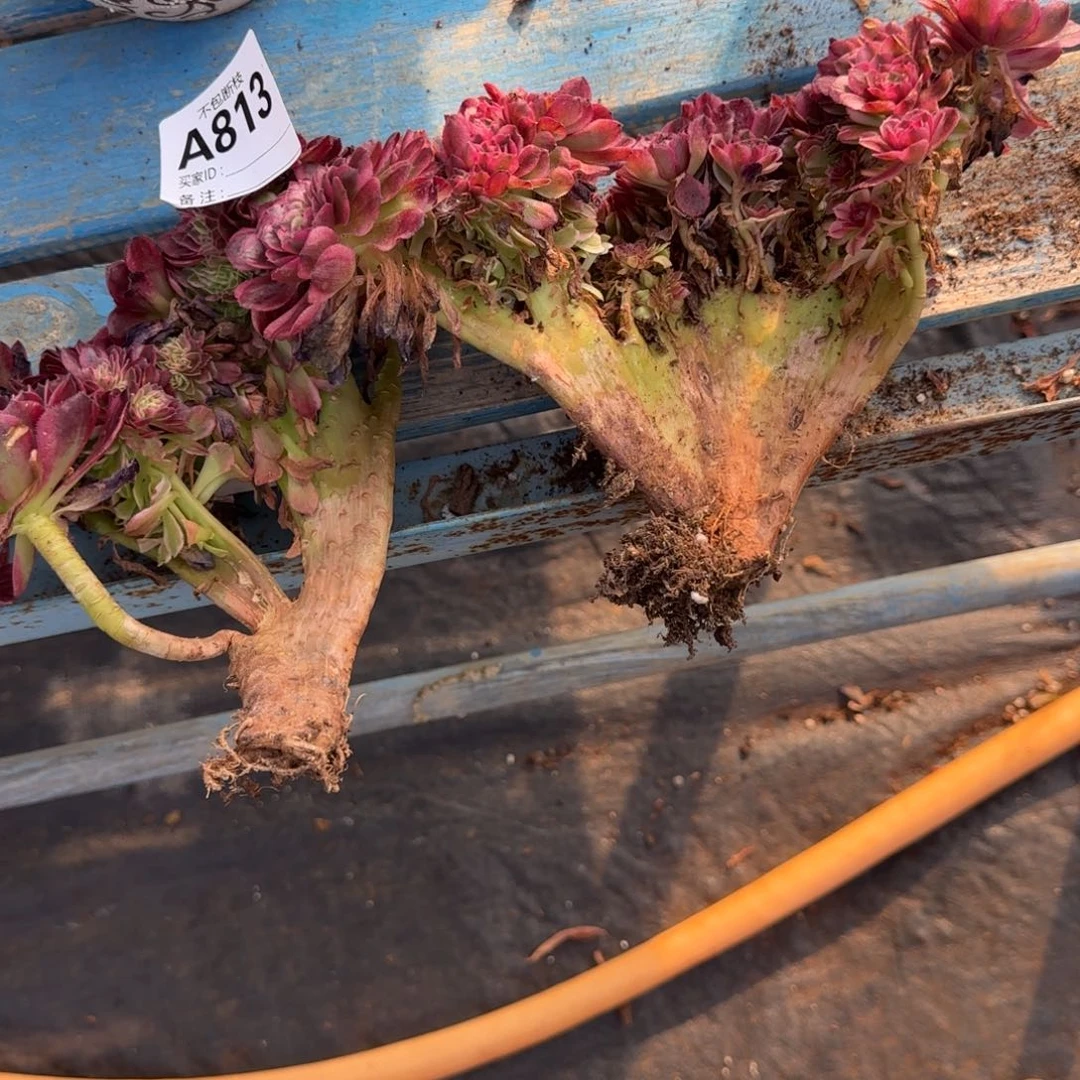 冰***2精品多肉植物814