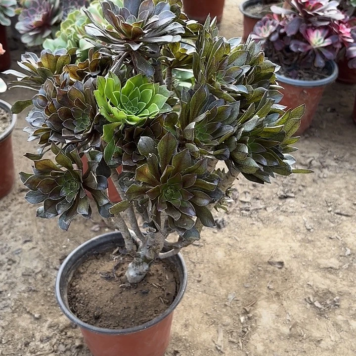 多肉植物法师灰法49