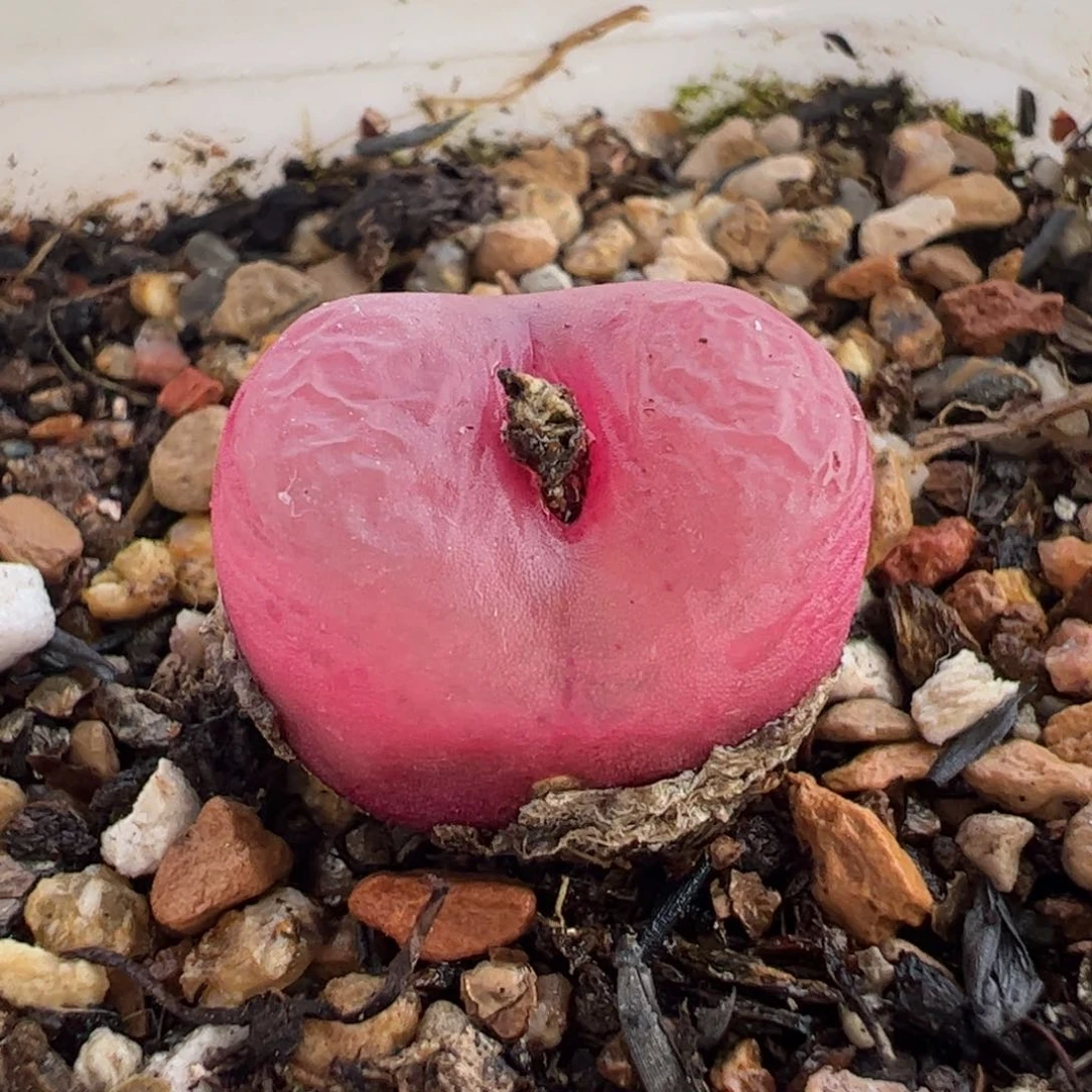 411多肉植物组合