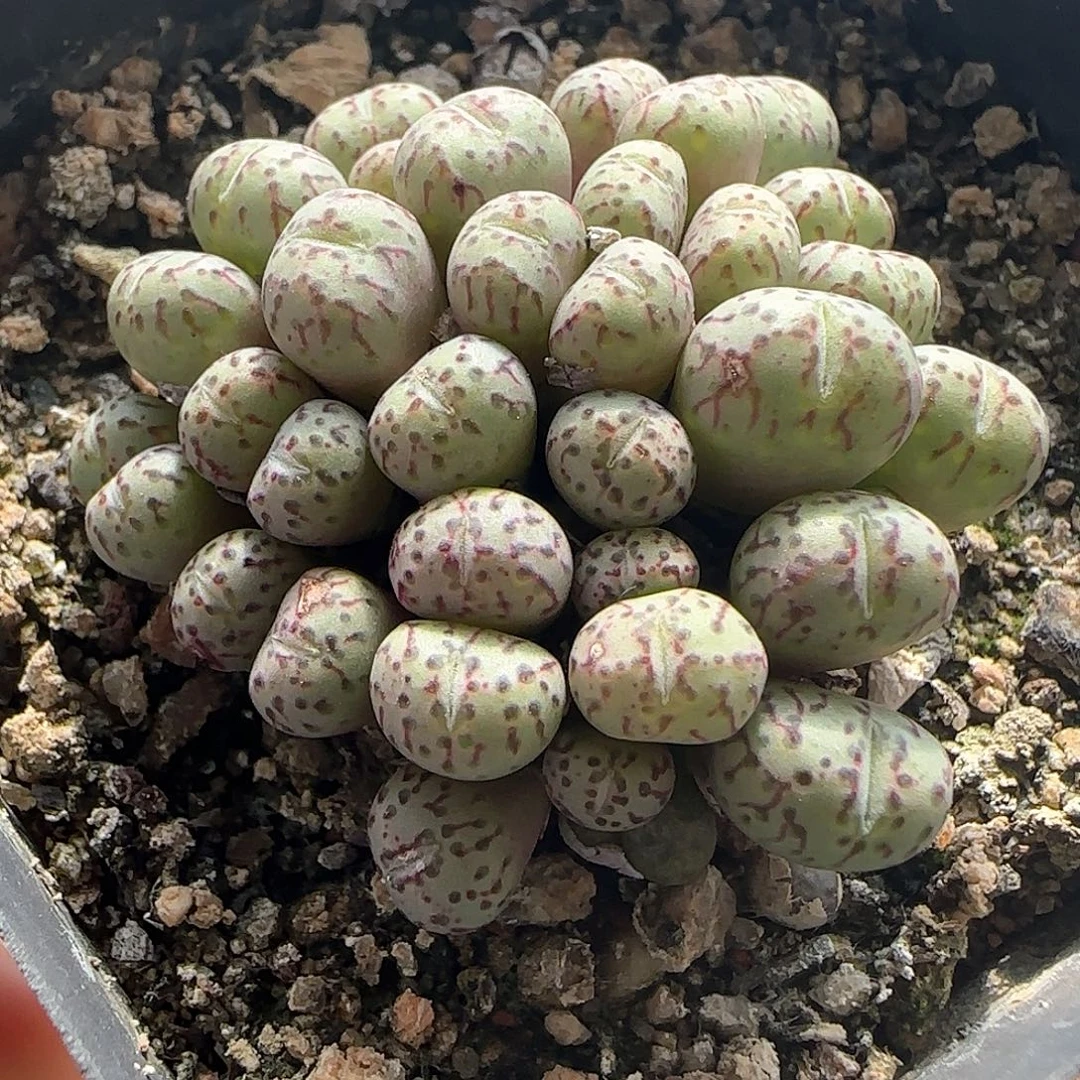好看的杂交。 54083