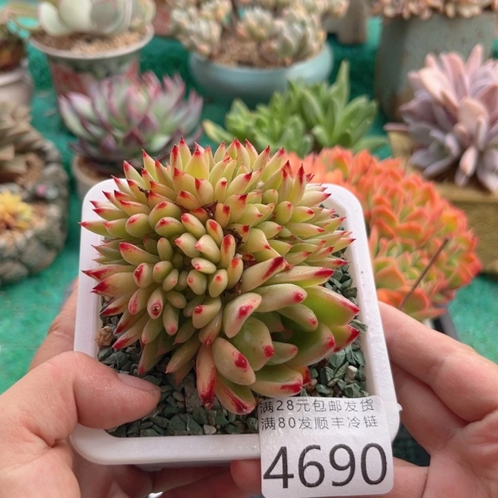 大4690:？xbvnnbvvbh