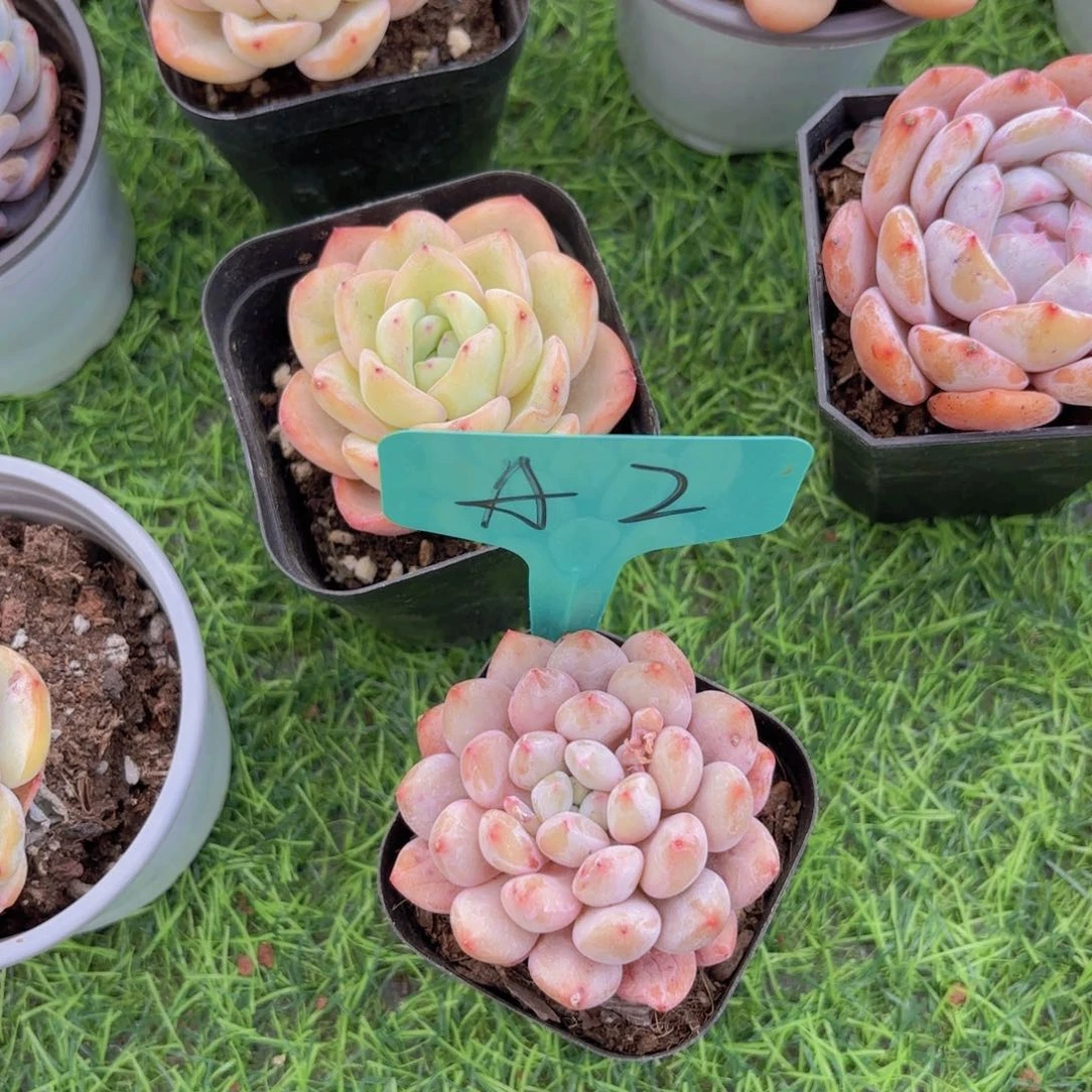 华****金啦咔咔啦啦啦啦啦