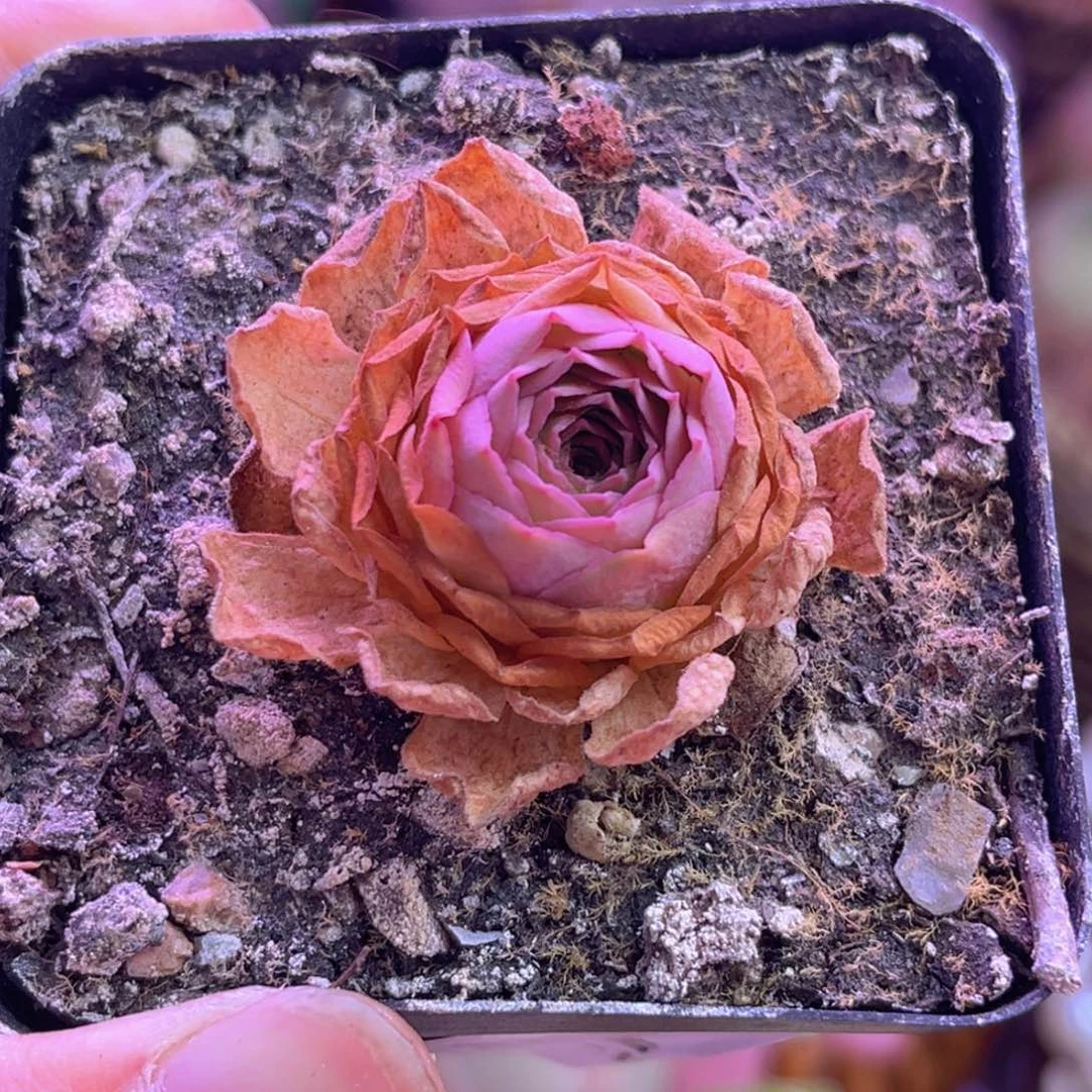 用****0山地玫瑰裸根脱土发货016