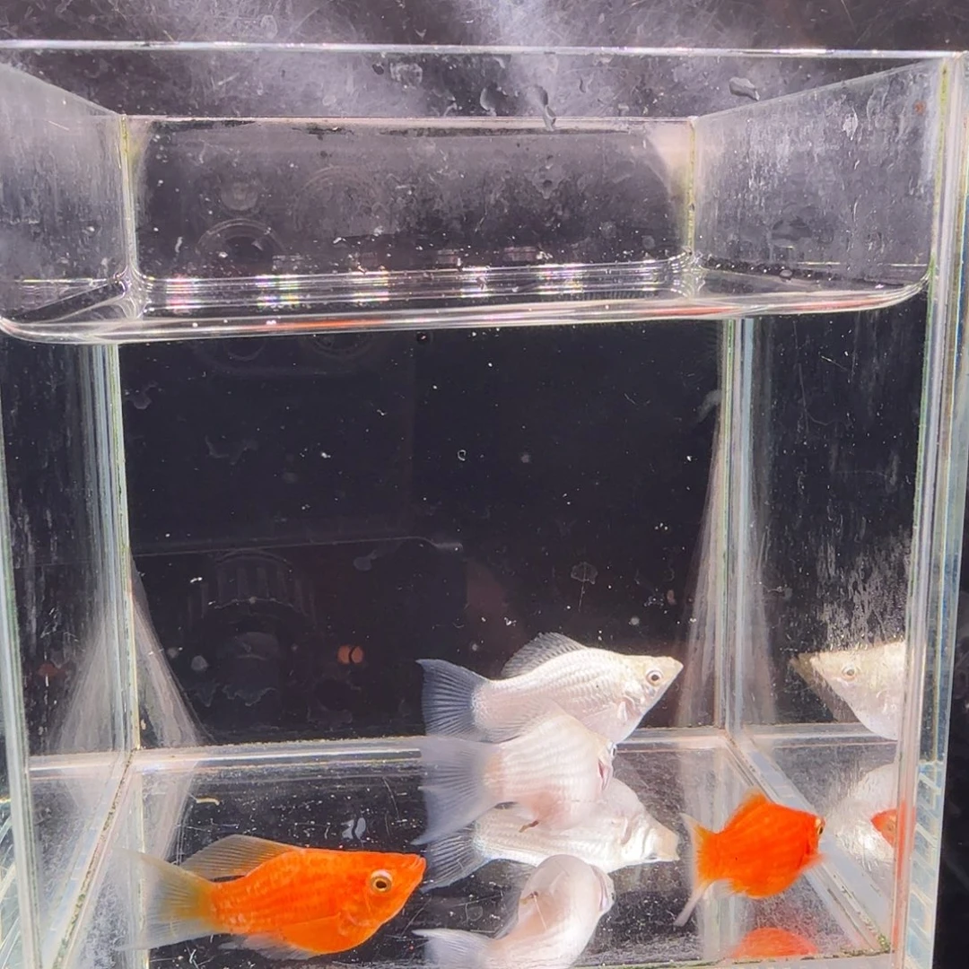 孔雀鱼玛丽球4条孔雀鱼