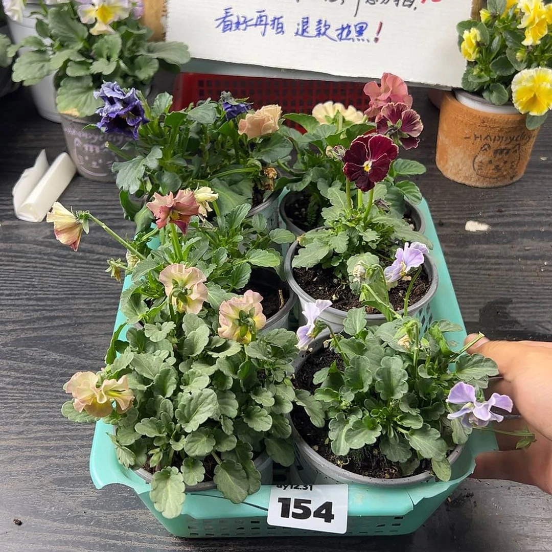 大部分花苞少量开放154号