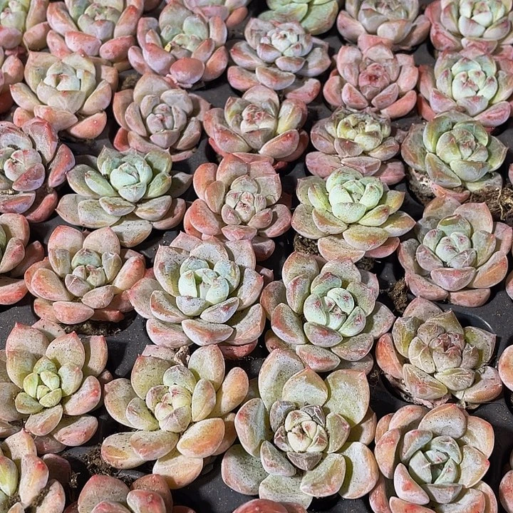 小明月1元带土发货