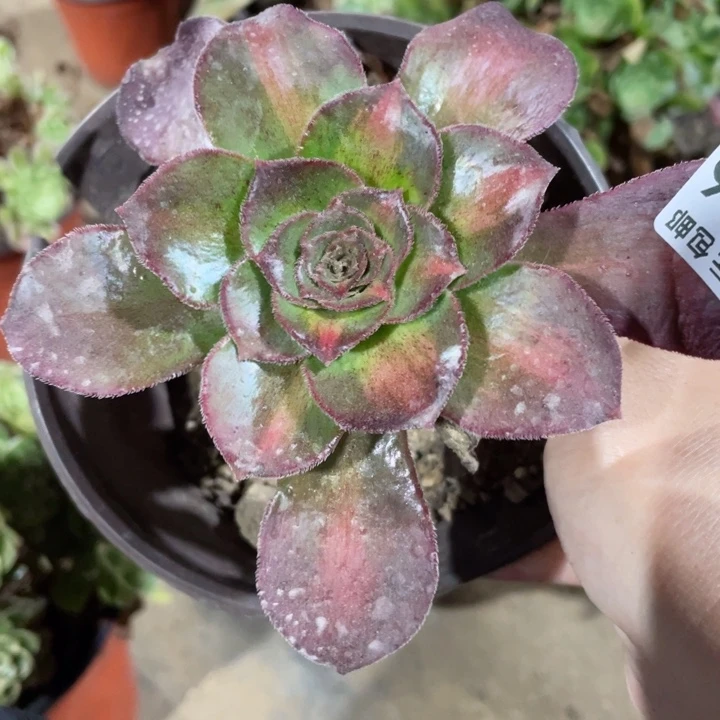 706魅影中班多肉123456789