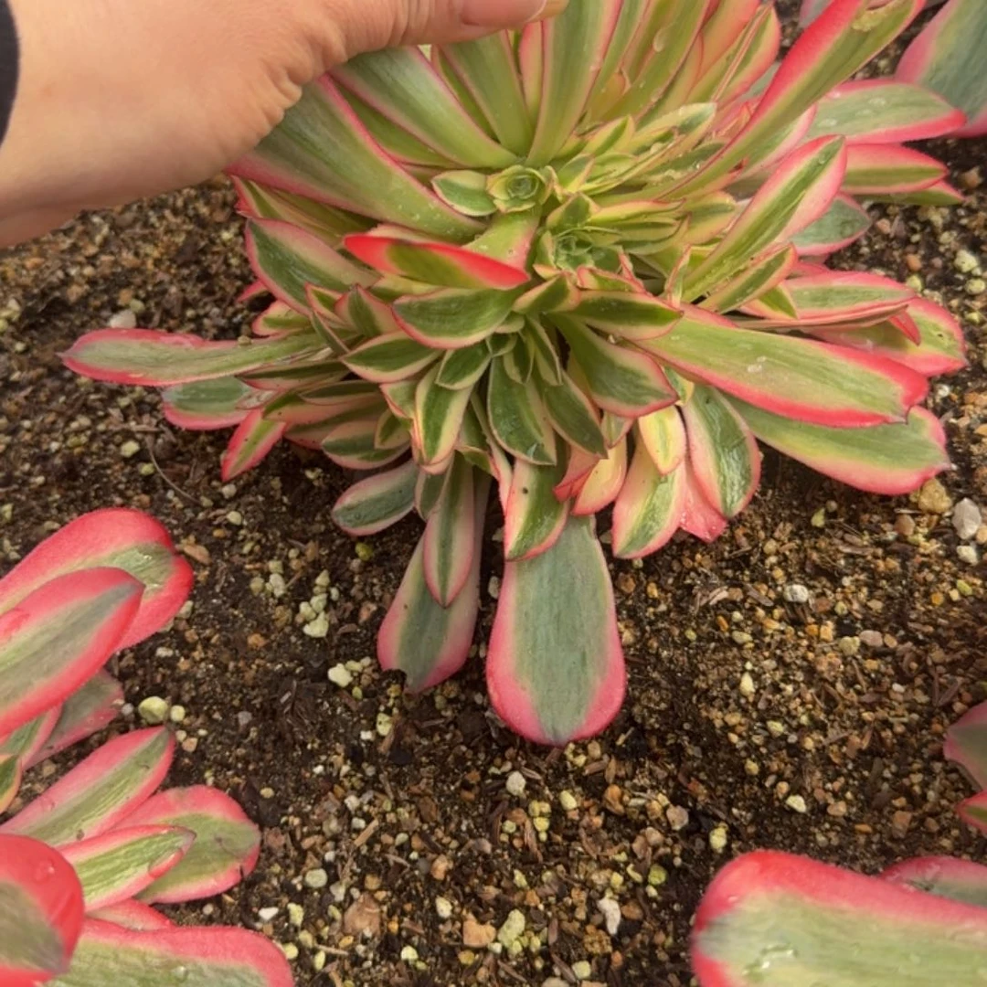 3057桃夭。多肉植物