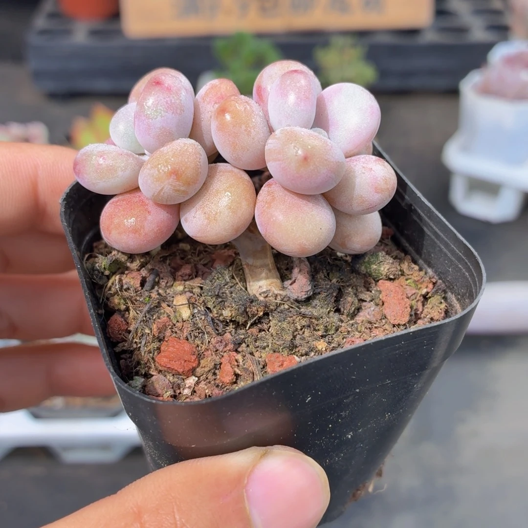 桃蛋多肉9.9包邮发货