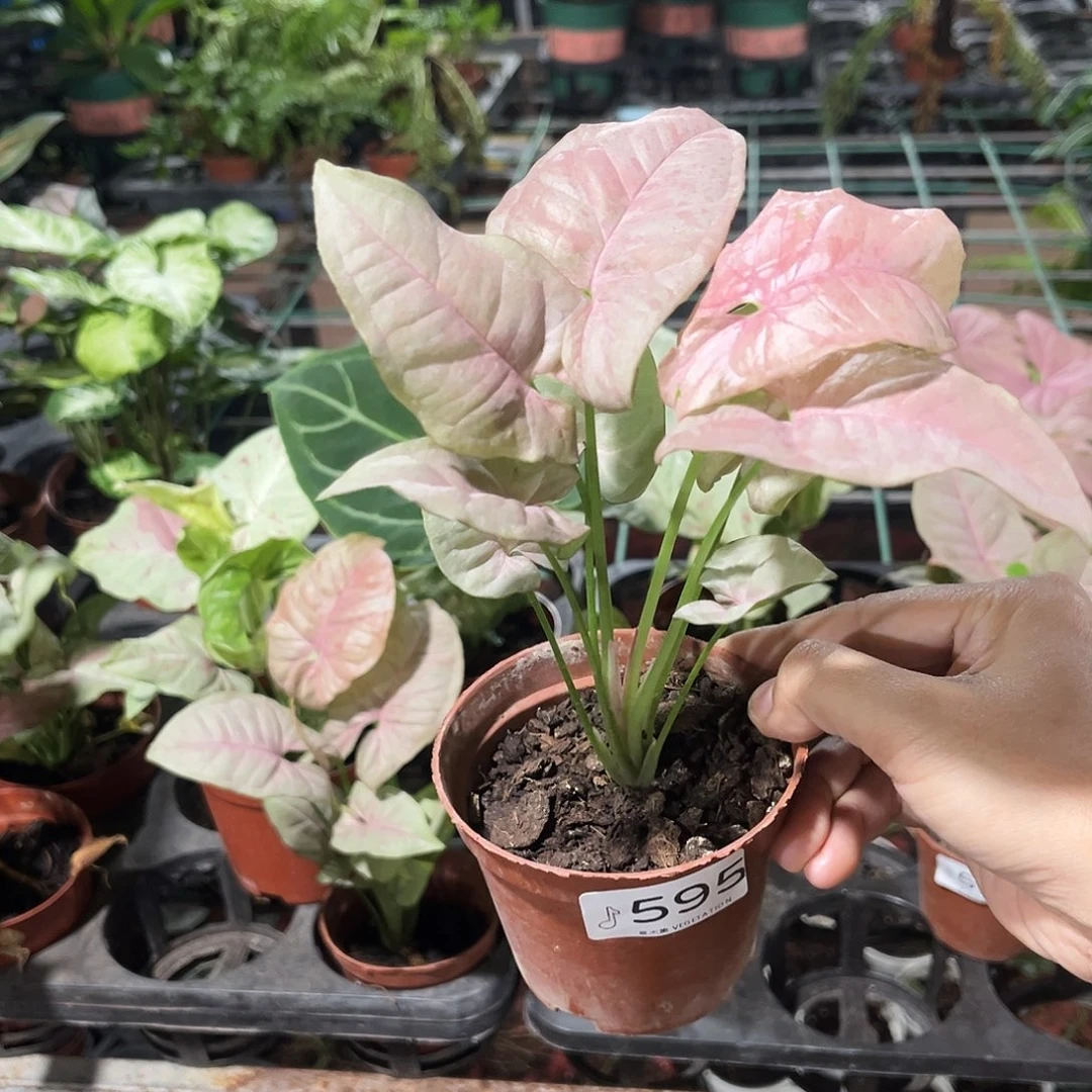 完全开放595 糖果纸屑