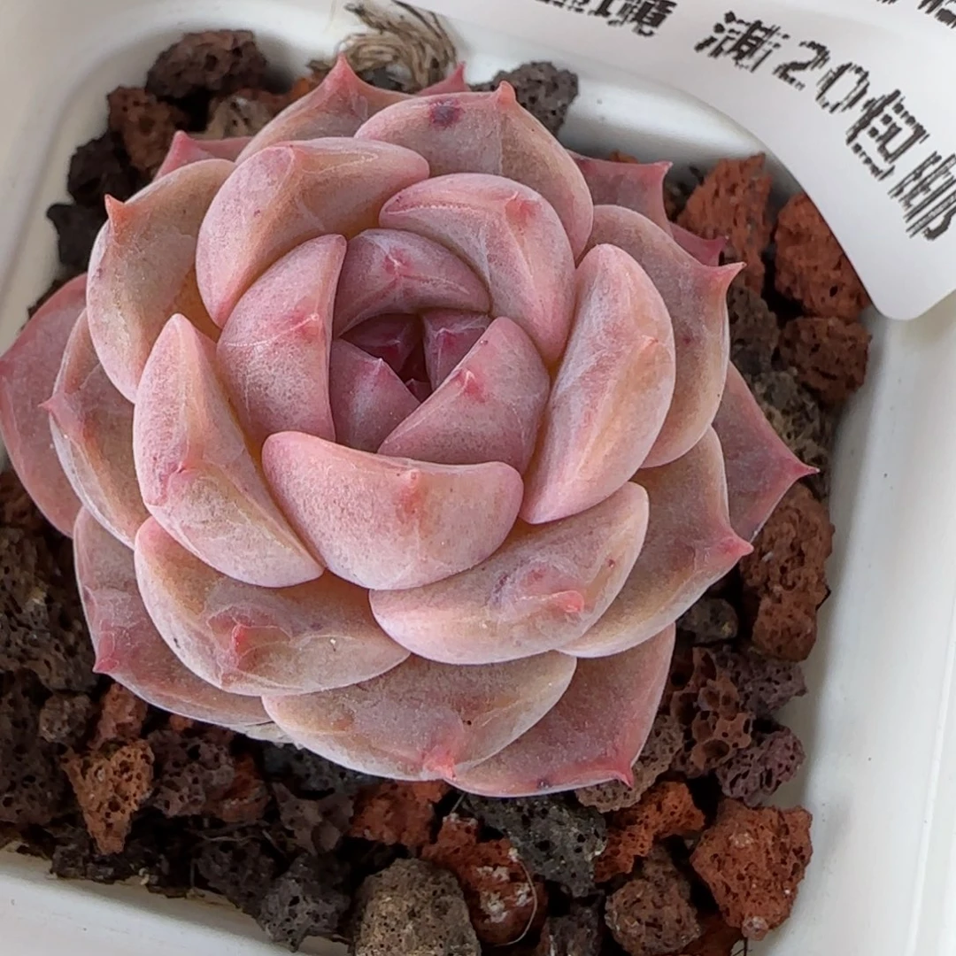 嘟**满花语逸镜0129-739