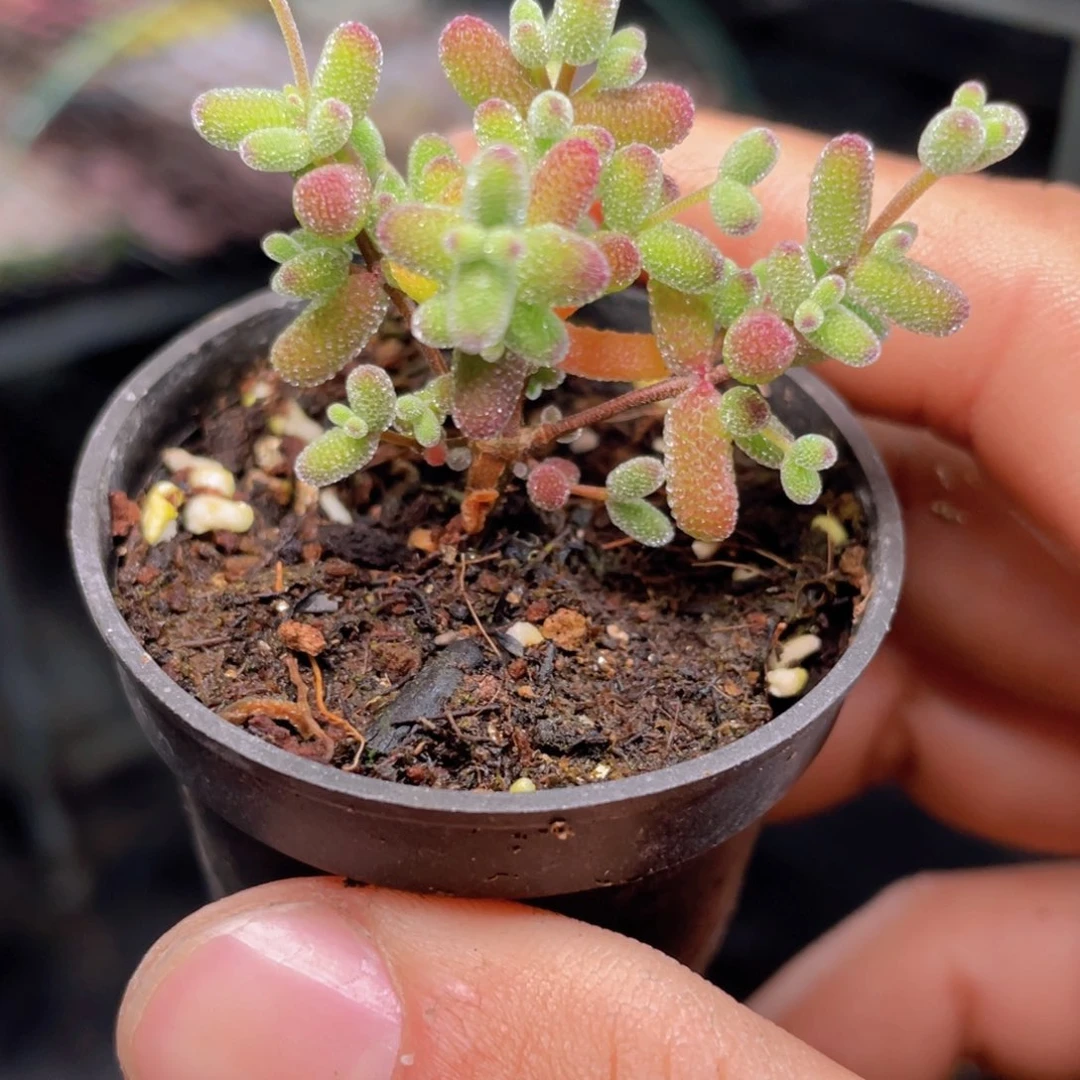 实生蜜桔糖球多肉9.9包邮