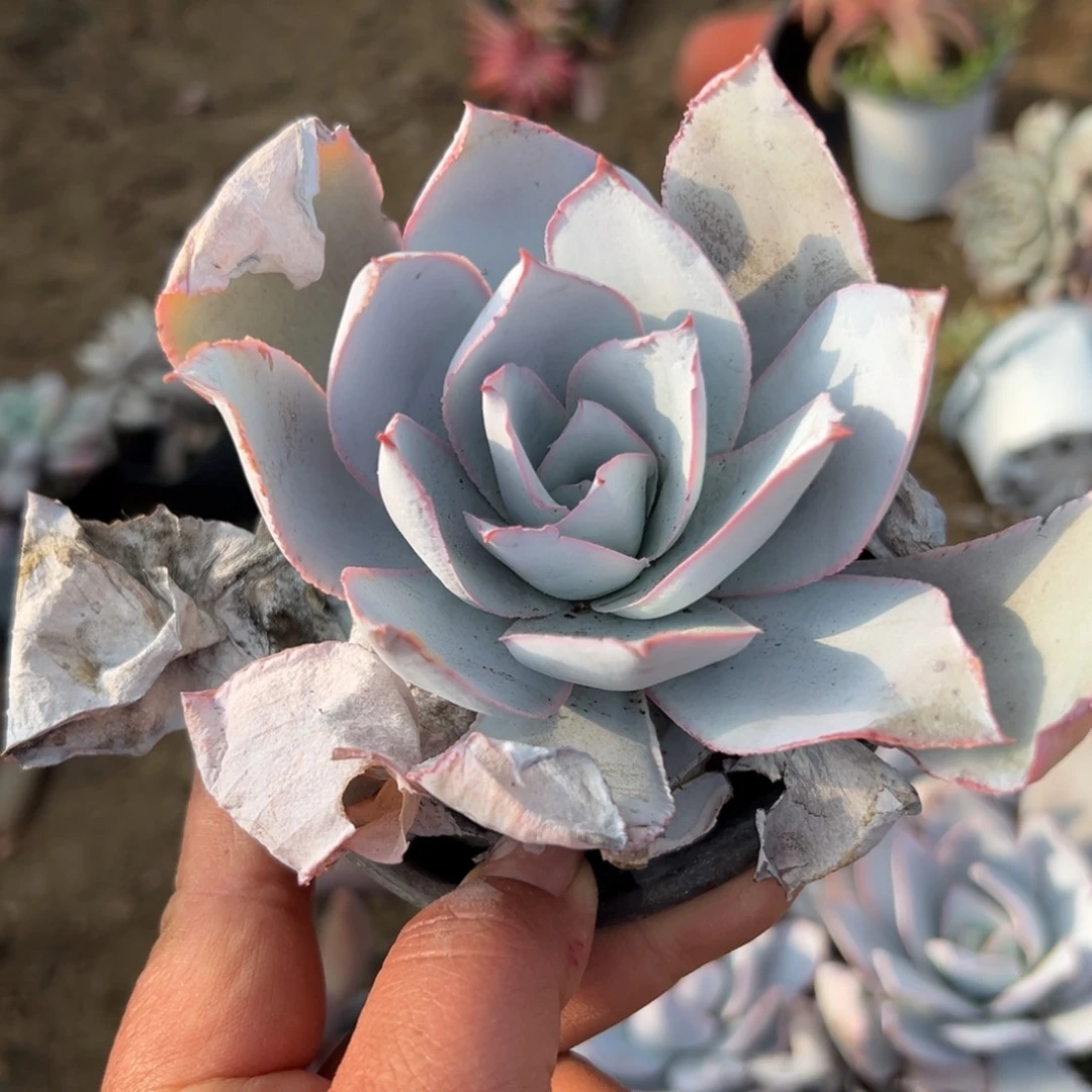 多肉植物多肉植物