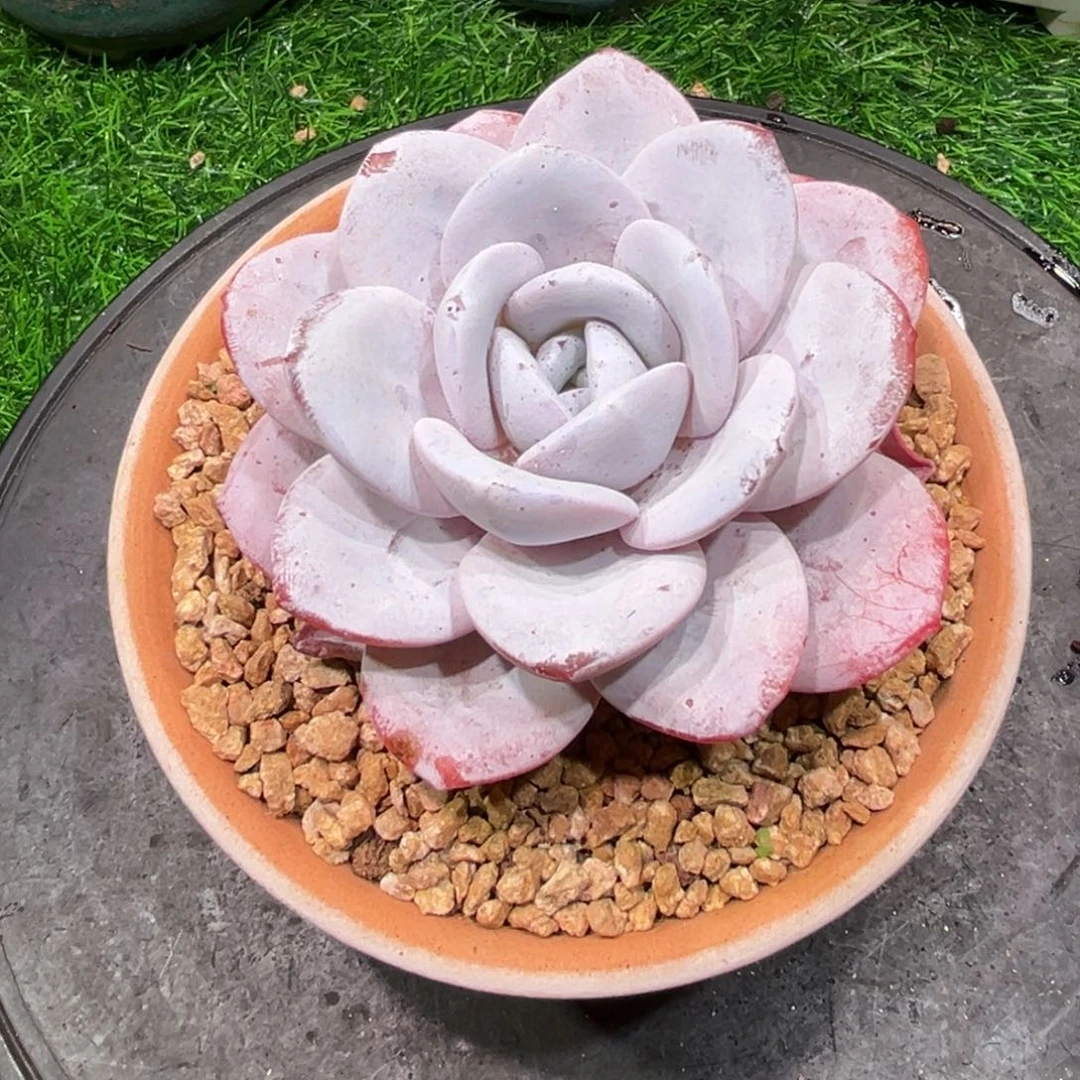 雪茶，一宿一拍。